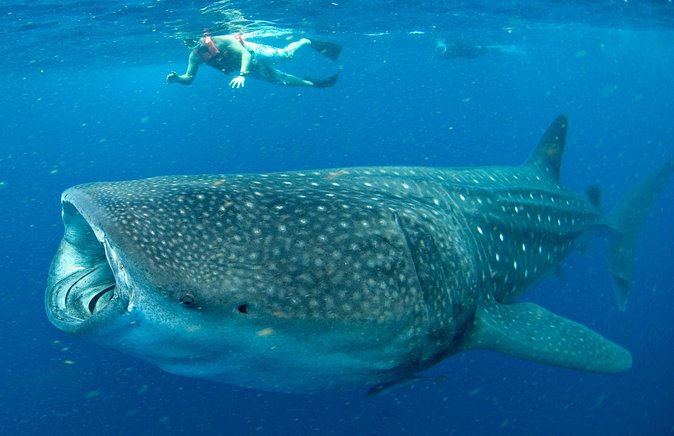 Whale Sharks Small-Group Tour in Cancun and Riviera Maya - Morning start at Puerto Xtabay and why the briefing matters