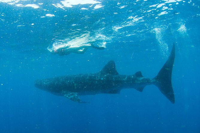 Whale Sharks Small-Group Tour in Cancun and Riviera Maya - Isla Mujeres lunch by Playa Norte, plus optional extra snorkeling