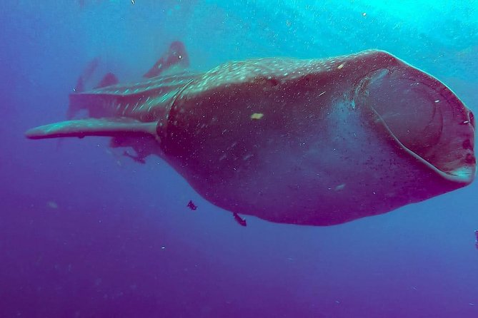 Whale Sharks Small-Group Tour in Cancun and Riviera Maya - Price and value: what you actually pay on the day