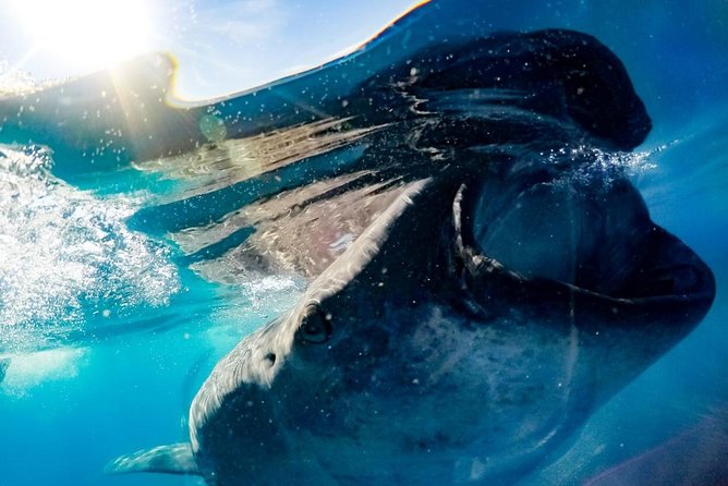 Whale Sharks Small-Group Tour in Cancun and Riviera Maya - Who this tour fits best, and who should think twice