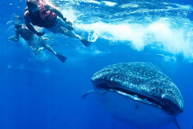 Whale Sharks Small-Group Tour in Cancun and Riviera Maya - The sunscreen rule and sun protection that actually works