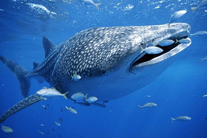 Whale Sharks Small-Group Tour in Cancun and Riviera Maya - The boat ride, timing, and the reality of short water sessions