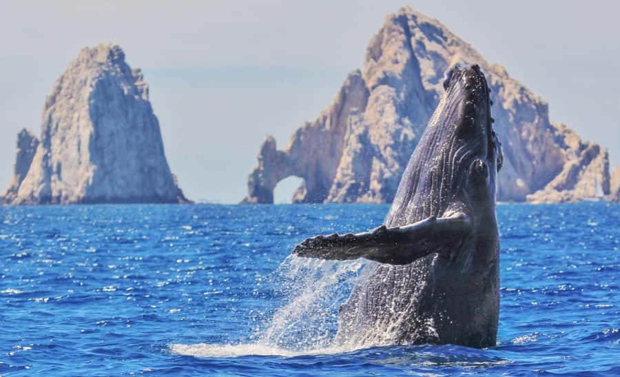 Whale Watching, Cabo San Lucas Arch, and a Trip to Playa del Amor - Glass-Bottom Sea of Cortez Views and the First Cruise Moments