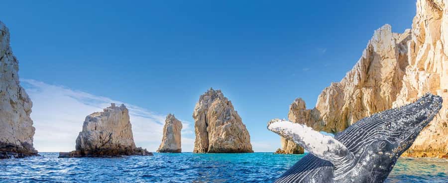 Whale Watching, Cabo San Lucas Arch, and a Trip to Playa del Amor - Pelican Rock and the Sea Lion Colony Stop