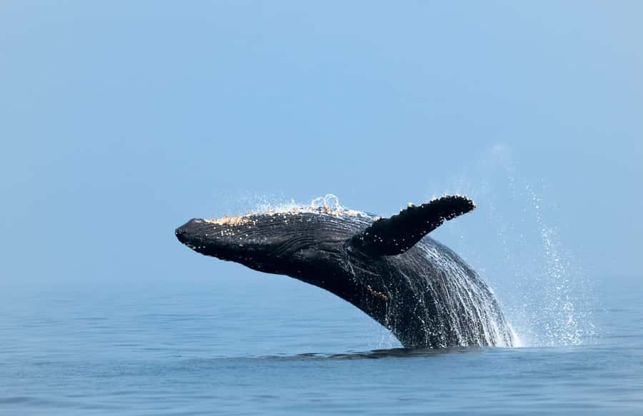 Whale Watching, Cabo San Lucas Arch, and a Trip to Playa del Amor - Lovers Beach, Playa del Amor, and Snorkeling Time
