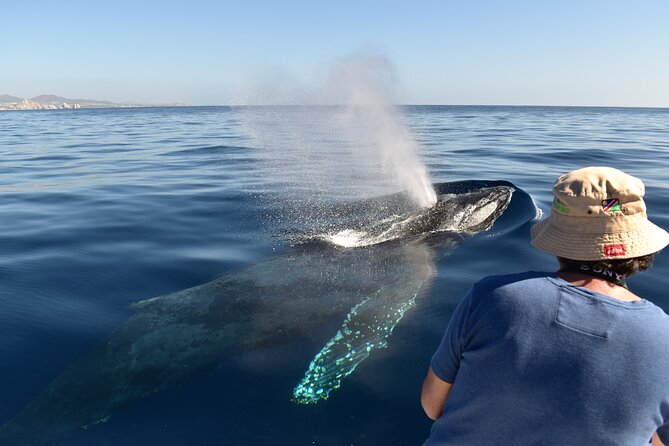 Whale Watching Cabo-Women crew-Sightings Guaranteed & Free Photos - Enter Cabo San Lucas on a small, women-led boat setup