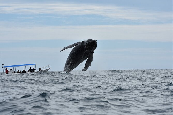 Whale Watching Cabo-Women crew-Sightings Guaranteed & Free Photos - Sea of Cortez vs Pacific Ocean: what changes when weather changes
