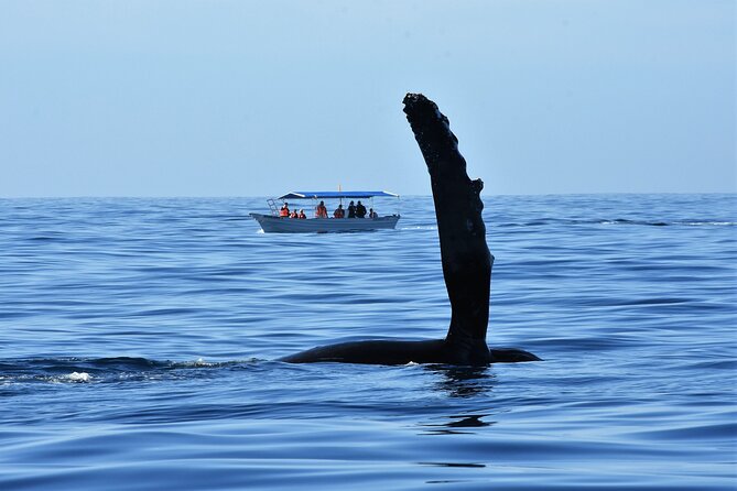 Whale Watching Cabo-Women crew-Sightings Guaranteed & Free Photos - The hunt for humpback whales, and why the boat size helps