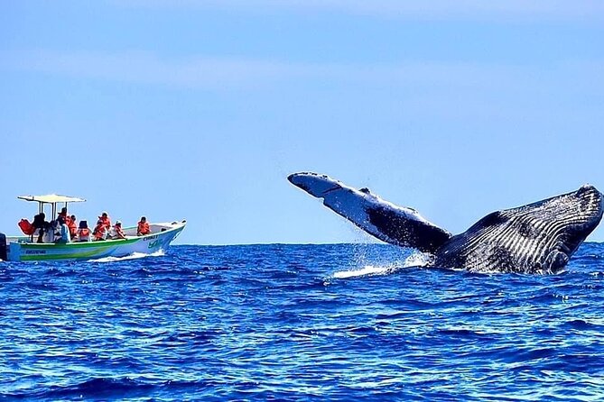 Whale Watching Cabo-Women crew-Sightings Guaranteed & Free Photos - Marine biologist guidance: seeing smarter, not harder