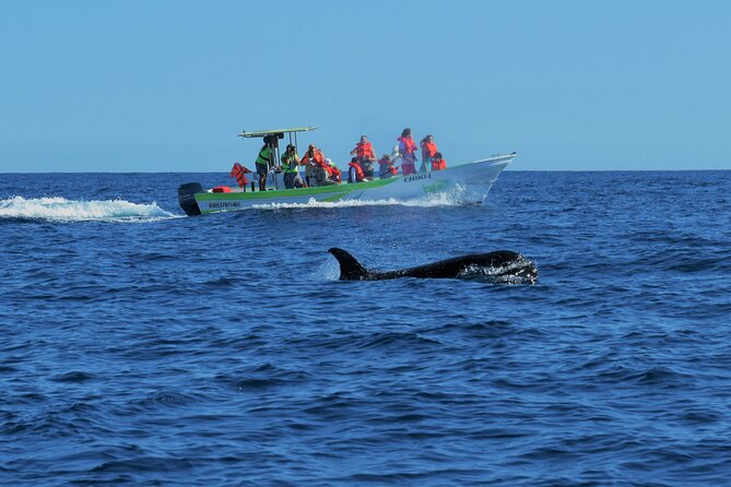 Whale Watching Cabo-Women crew-Sightings Guaranteed & Free Photos - Breathless Cabo meeting point, quick start, and what happens right away