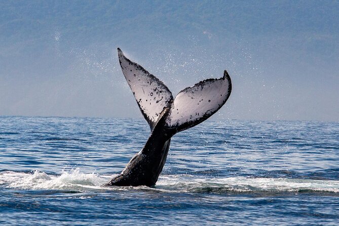 Whale Watching Cruise In Puerto Vallarta & Nuevo Vallarta - How the Crew Turns Whale Finding Into a Real Experience