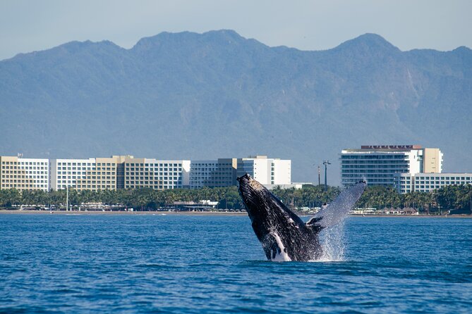 Whale Watching Cruise In Puerto Vallarta & Nuevo Vallarta - Should You Book This Whale Watch in Puerto Vallarta?