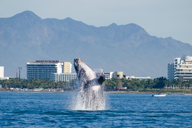 Whale Watching Cruise In Puerto Vallarta & Nuevo Vallarta - The Four Hour Rhythm: What the Time on the Water Feels Like
