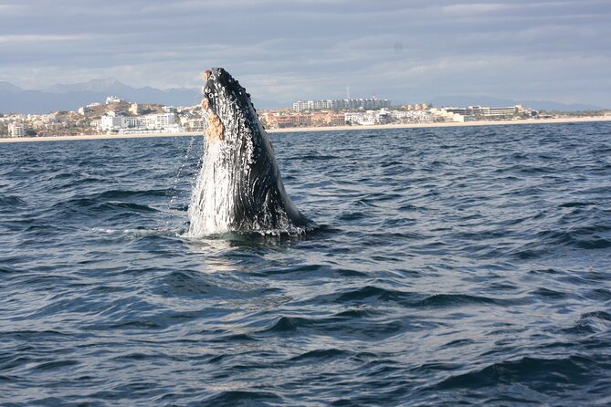 Whale Watching Group Tour in San Jose del Cabo - Key Takeaways Before You Go