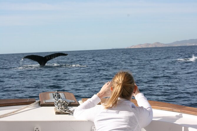 Whale Watching Group Tour in San Jose del Cabo - The Whale Watching Spotting Style: Mother and Calf Encounters, Plus the Social Side