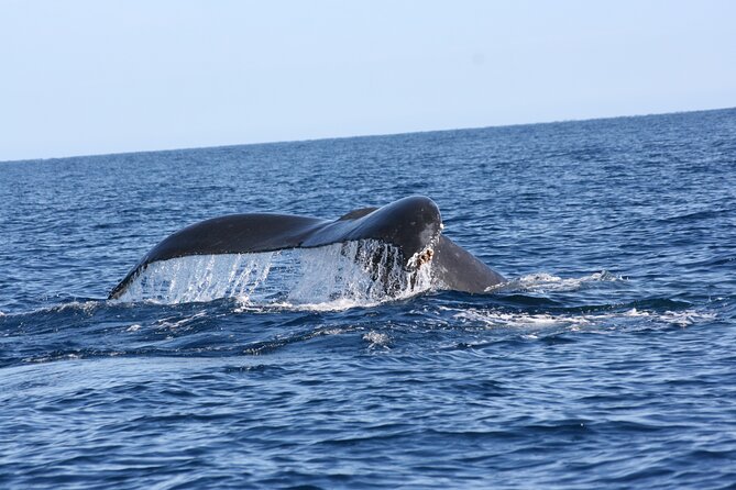 Whale Watching Group Tour in San Jose del Cabo - Hydrophone Listening: Why That Feature Is Worth Paying Attention To