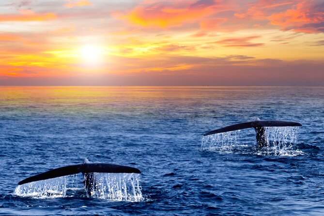 Whale Watching Group Tour in San Jose del Cabo - Snacks and Free Photos: Small Things That Stop You From Missing the Moment