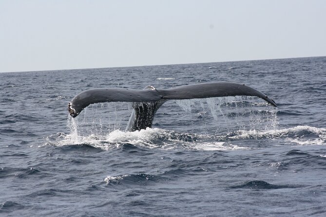 Whale Watching Group Tour in San Jose del Cabo - How Much You Should Expect From a Whale Sighting