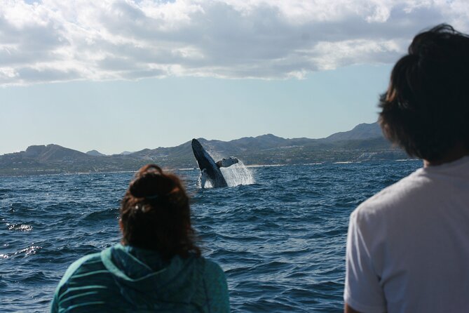 Whale Watching Group Tour in San Jose del Cabo - Meet at Salty Cabo, Then Get Ready for a Calm Boat Experience