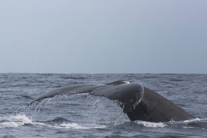 Whale Watching in Cabo San Lucas: Sightseeing Cruise and Shopping - Cabo San Lucas shopping time: short window, smart spending