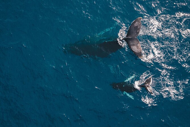 Whale Watching in Cabo San Lucas: Sightseeing Cruise and Shopping - Boat comfort, small group size, and the human touch