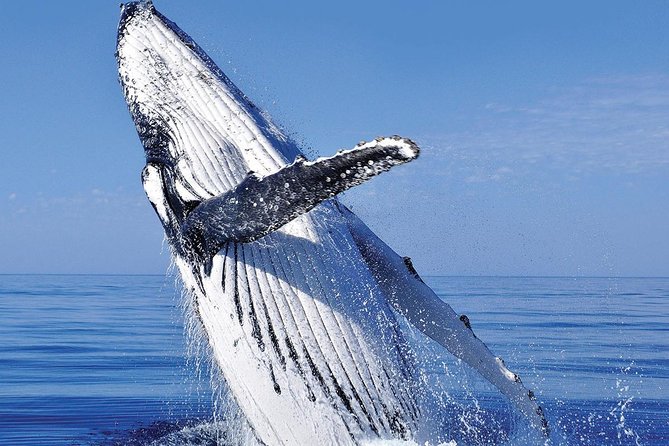 Whale Watching in Cabo San Lucas: Sightseeing Cruise and Shopping - Price and value: is $115 a fair deal?