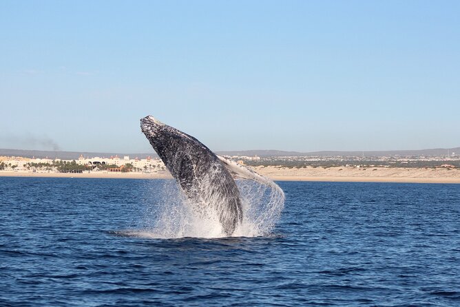 Whale Watching in Cabo San Lucas: Sightseeing Cruise and Shopping - Weather, timing, and the beach-time question