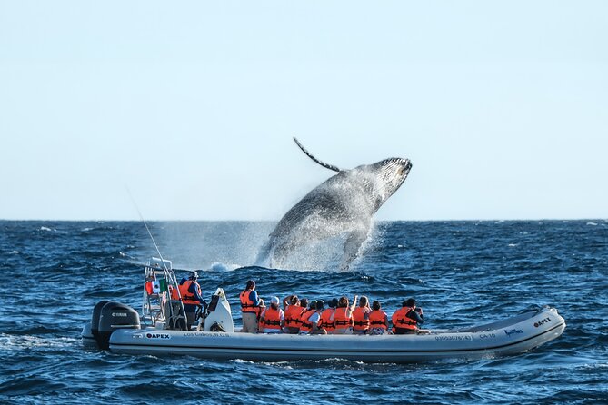 Whale Watching, The Famous Arch and Fast Boat Tour in Los Cabos - Key highlights worth your attention