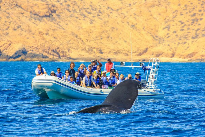 Whale Watching, The Famous Arch and Fast Boat Tour in Los Cabos - Superfast zodiac cruising plus hydrophones in Cabo’s waters