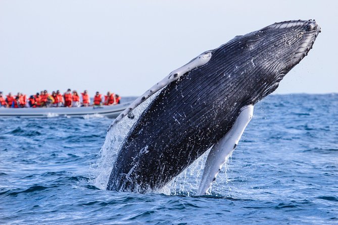 Whale Watching, The Famous Arch and Fast Boat Tour in Los Cabos - Pickup timing and what the 2 hours 15 minutes really feels like