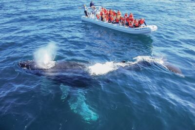 Whale Watching, The Famous Arch and Fast Boat Tour in Los Cabos