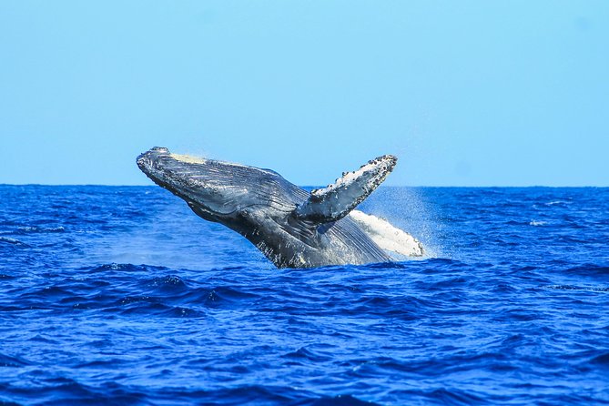 Whale Watching, The Famous Arch and Fast Boat Tour in Los Cabos - Price and value: what $99 covers, plus the small add-ons