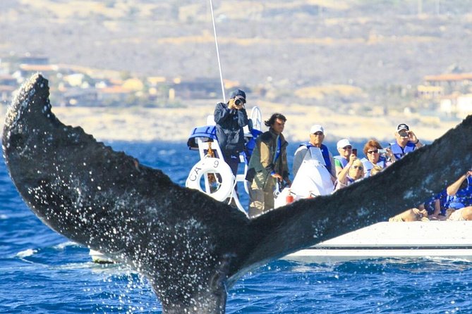 Whale Watching, The Famous Arch and Fast Boat Tour in Los Cabos - Tips that help you get the best possible day on the water