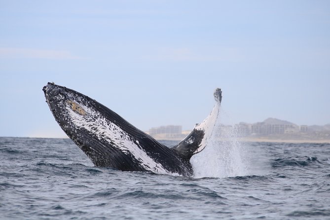 Whale Watching, The Famous Arch and Fast Boat Tour in Los Cabos - A quick ethics check before you book