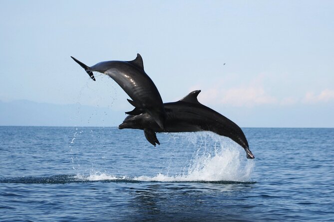 Wild Dolphin Encounter & Snorkeling Adventure - Meeting at Ecotours Vallarta, your briefing, and your snorkeling setup