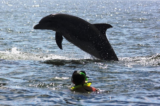 Wild Dolphin Encounter & Snorkeling Adventure - Swimming with wild dolphins, what to expect and what can limit it