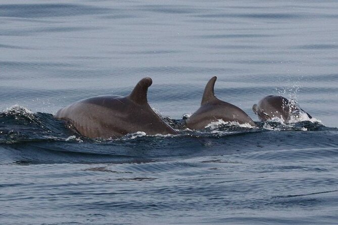 Wild Dolphin Encounter & Snorkeling Adventure - Safety, comfort, and the “ocean can be ocean” checklist