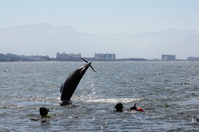 Wild Dolphin Encounter & Snorkeling Adventure - Food, drinks, and dietary needs: what you actually get