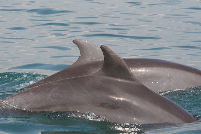 Wild Dolphin Encounter & Snorkeling Adventure - Who this tour suits best in Puerto Vallarta