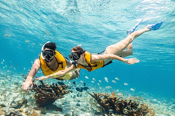With Turtles, Shipwreck, Cenote, and Reef and Transport Included - Shipwreck and underwater museum vibes, with guides managing currents