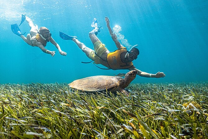 With Turtles, Shipwreck, Cenote, and Reef and Transport Included - Sea turtles: your best chance comes from calm movement and patience