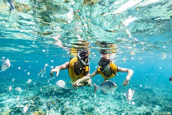 With Turtles, Shipwreck, Cenote, and Reef and Transport Included - From your hotel to the marina: smoother than DIY