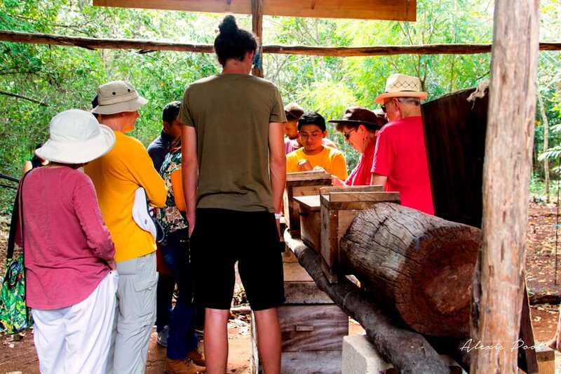 Xkopek, Mayan Bees Tour and Honey Tasting in Valladolid - Honey tasting and hive products: how to get more from the samples