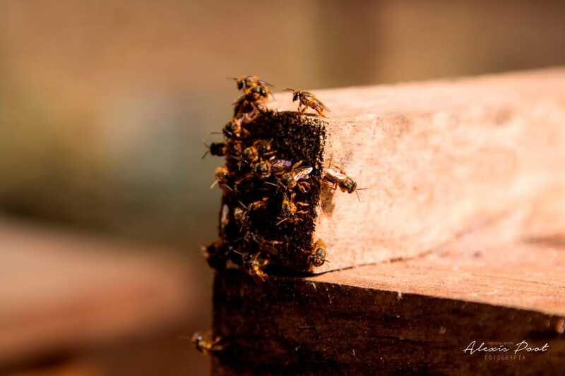 Xkopek, Mayan Bees Tour and Honey Tasting in Valladolid - Price and value: what $18 buys you in real terms