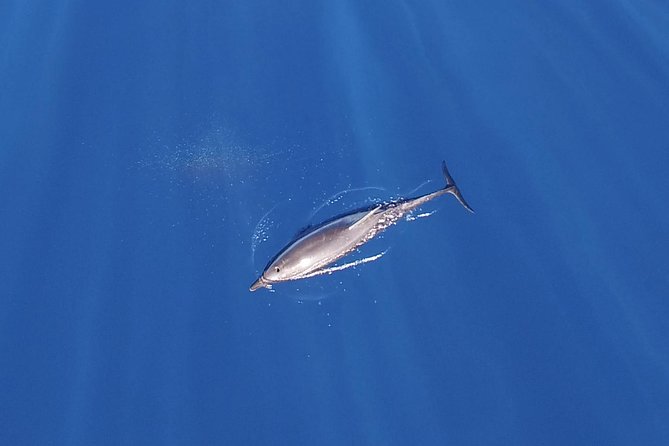 ZODIAC Whale Watch Tour | Cabo San Lucas | Biologist | FREE Pics - Price and what $109 really buys you