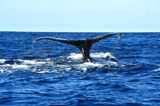 ZODIAC Whale Watch Tour | Cabo San Lucas | Biologist | FREE Pics - Where you meet and how early you should plan