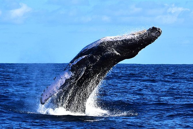 ZODIAC Whale Watch Tour | Cabo San Lucas | Biologist | FREE Pics - Before you board: the real constraints to know