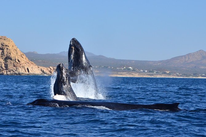 ZODIAC Whale Watch Tour | Cabo San Lucas | Biologist | FREE Pics - Hydrophone whale songs, and why it feels emotional