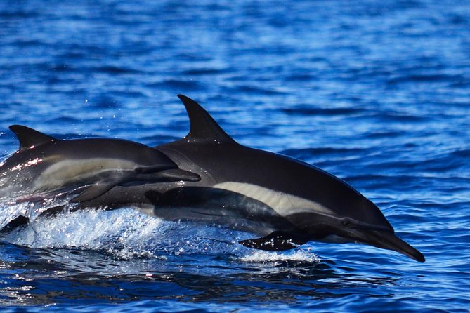ZODIAC Whale Watch Tour | Cabo San Lucas | Biologist | FREE Pics - Free photos from your guide, so you can watch with your own eyes