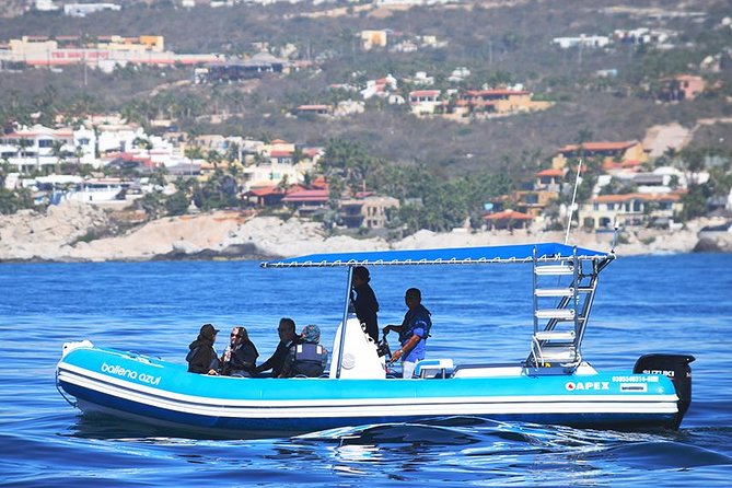 ZODIAC Whale Watch Tour | Cabo San Lucas | Biologist | FREE Pics - Small group size, and why it changes your view